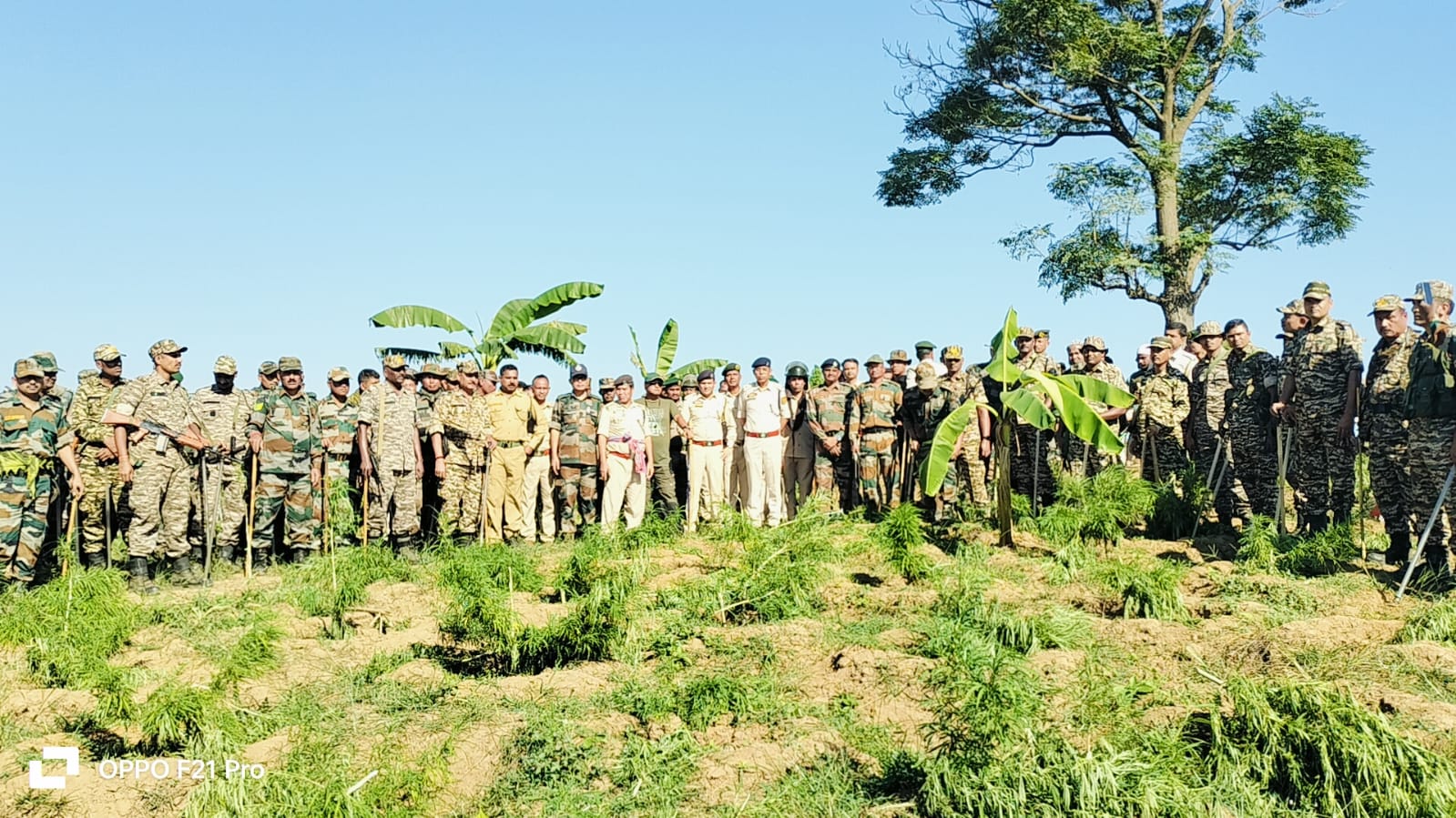 সিপাহীজলা জেলা পুলিশ আধিকারিকের উদ্যোগে গাঁজা গাছ ধ্বংস অভিযান।