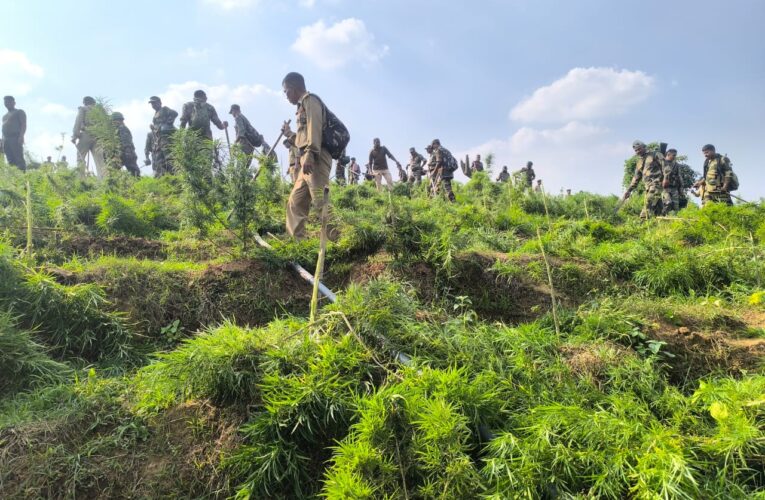 সিপাহীজলা জেলাতে গাঁজা বিরোধী অভিযান অব্যাহত।