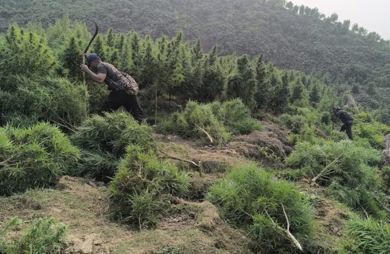১০০ কোটি টাকার গাঁজা গাছ ধ্বংস করে পুলিশ সিপাহীজলা জেলাতে। 
